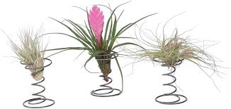 Tillandsia Spiral - 3 Luftväxter i Dekorativ Design